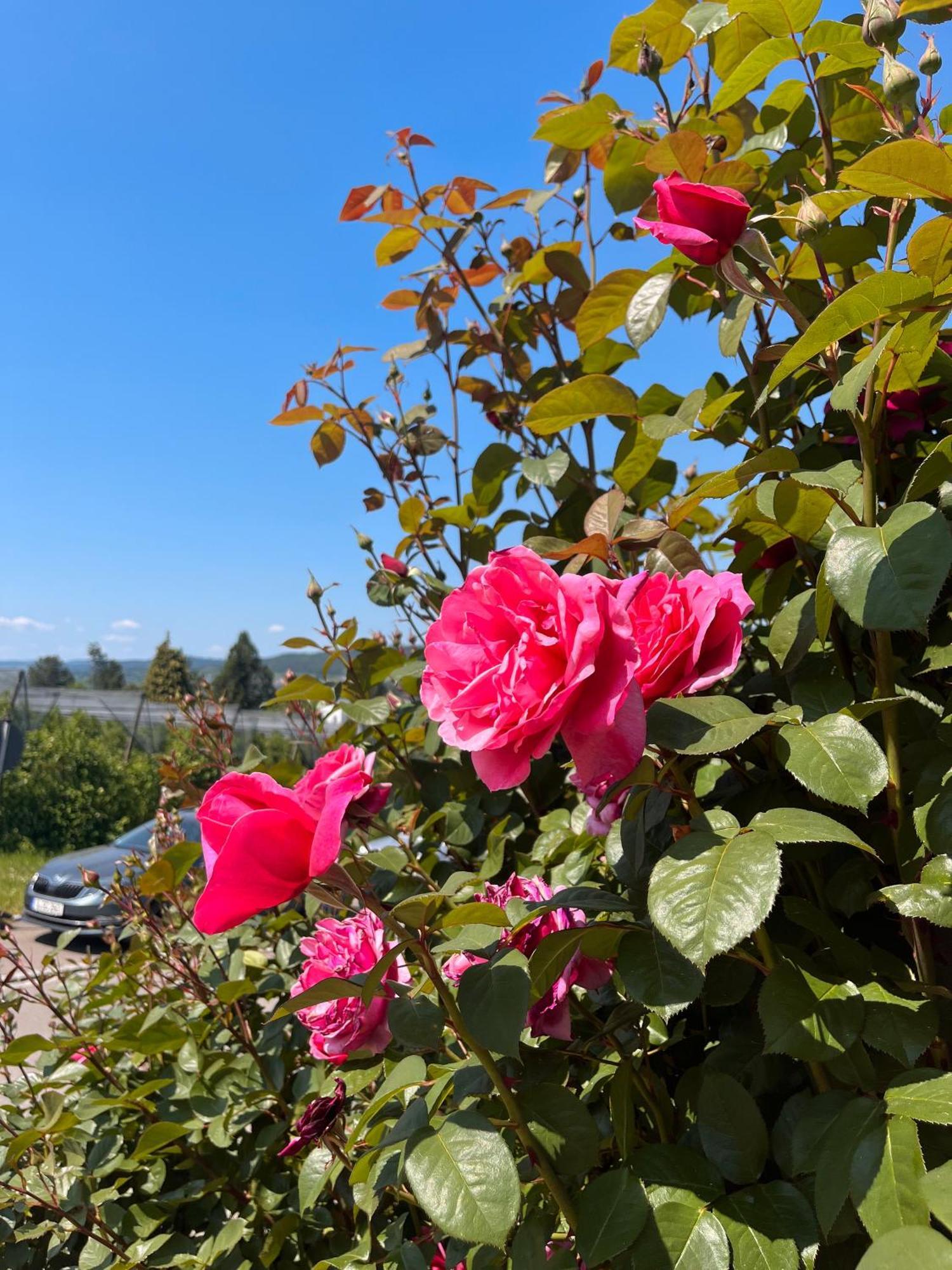 Ferienwohnungen Im Rosengarten 보드만루드비히샤펜 외부 사진