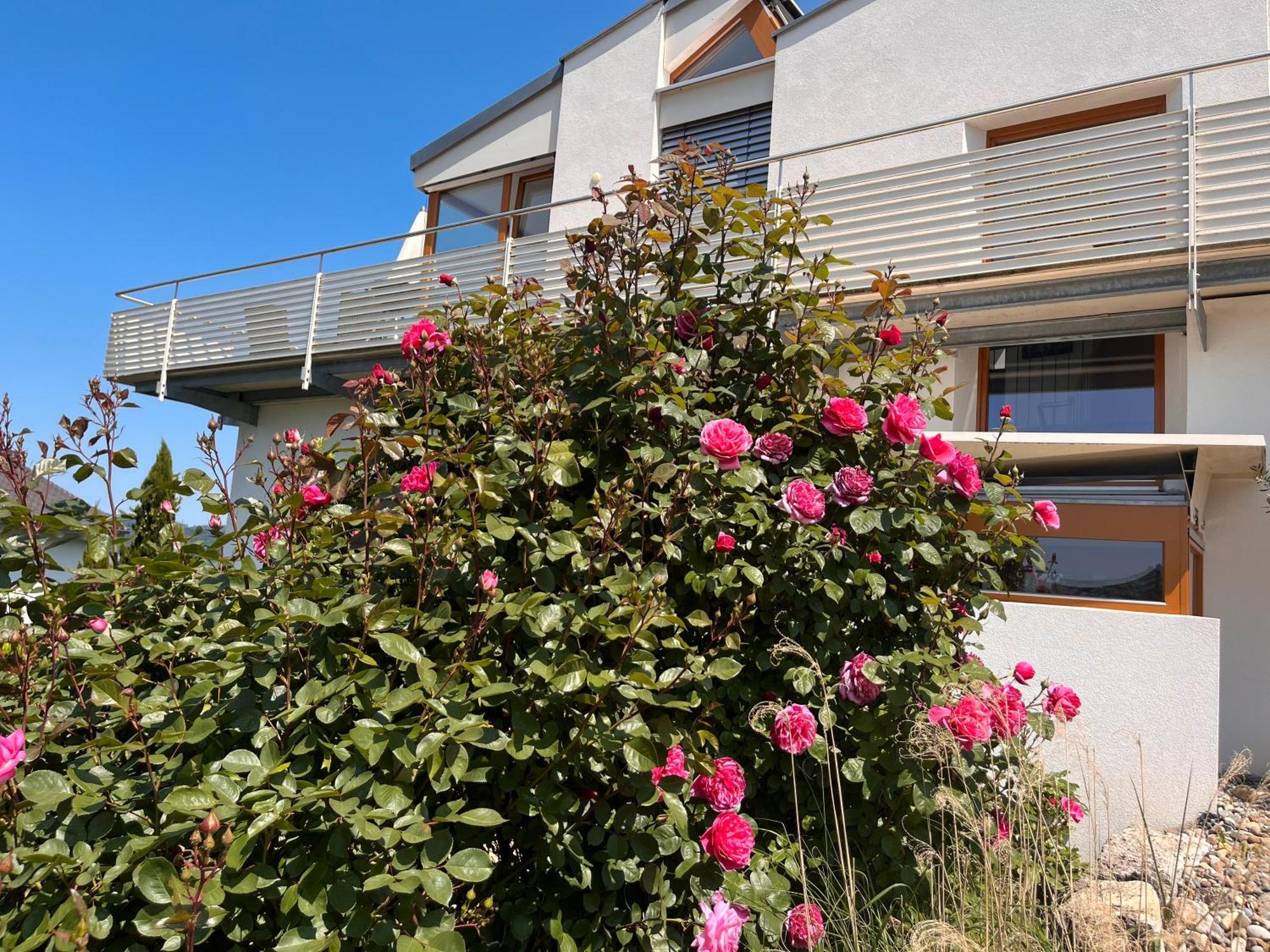 Ferienwohnungen Im Rosengarten 보드만루드비히샤펜 외부 사진